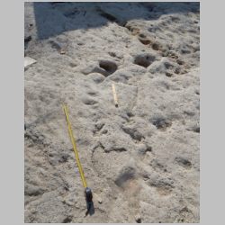 DSCN1037cr 2nd squiggle possible baby.jpg